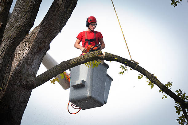 Best Arborist Consultation Services  in Jasper, TX